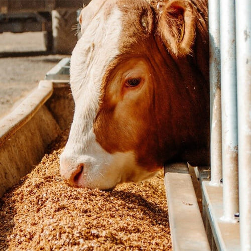 Cattle Feed
